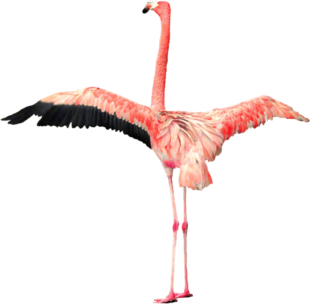 Flamingo Open Wings Transparent Png - Flamingo Wings (1600x1144)