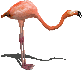 Image - Animated Gif Flamingo (359x500)