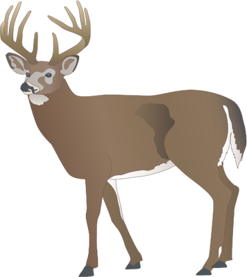 Drawn Stag White Tailed Deer - White Tailed Deer Icon (356x400)