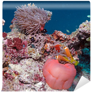 Clown Fishes Nested In Purple Anemones Wall Mural • - Anemone (400x400)