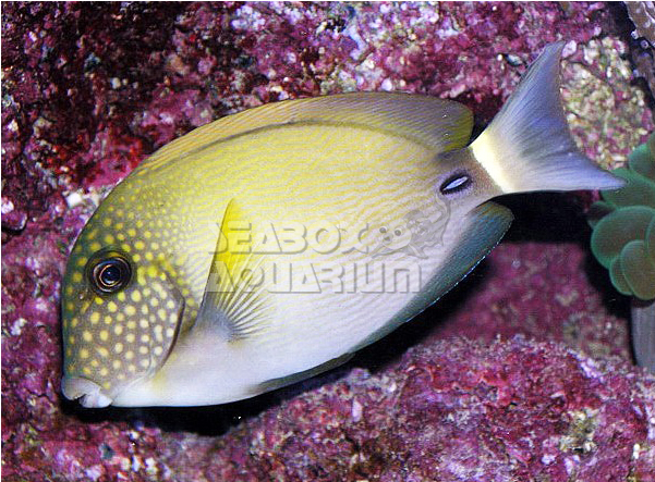 Acanthurus Maculiceps - Gulf Flounder (900x600)