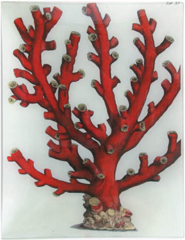Red Branch Sea Coral - Art Print Coral Reef (480x480)
