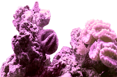 Corail Rose 24 Corail Rose Sur Fond Transparent - Stony Coral (400x400)