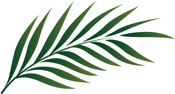 Leafy Branch Clip Art - Palm Tree Leaf Clipart (575x356)