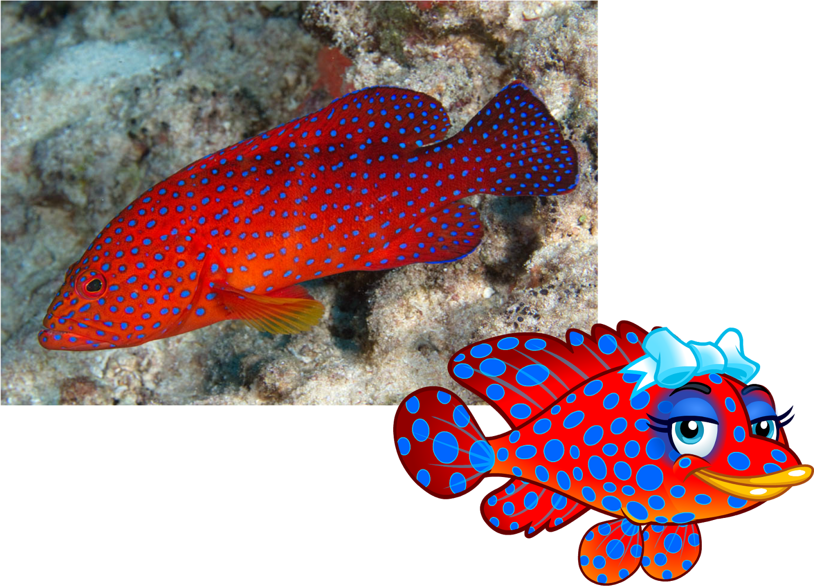 Captain Mcfinn Meanfish Design - Grouper Fish Red (1600x1173)