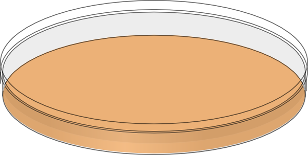 Orange Petri Dish Empty Clip Art At Clker - Petri Dish With Media (600x303)