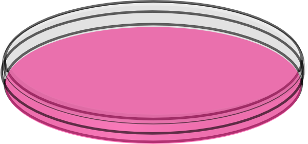Petri Dish Clip Art (600x280)