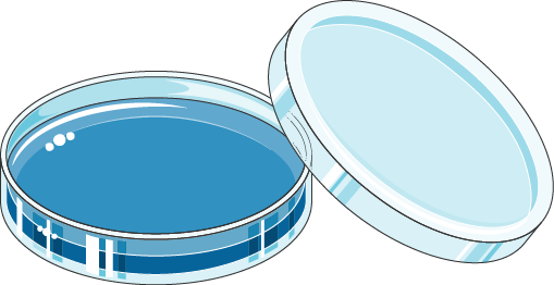 Download The Image - Petridish Png (509x262)