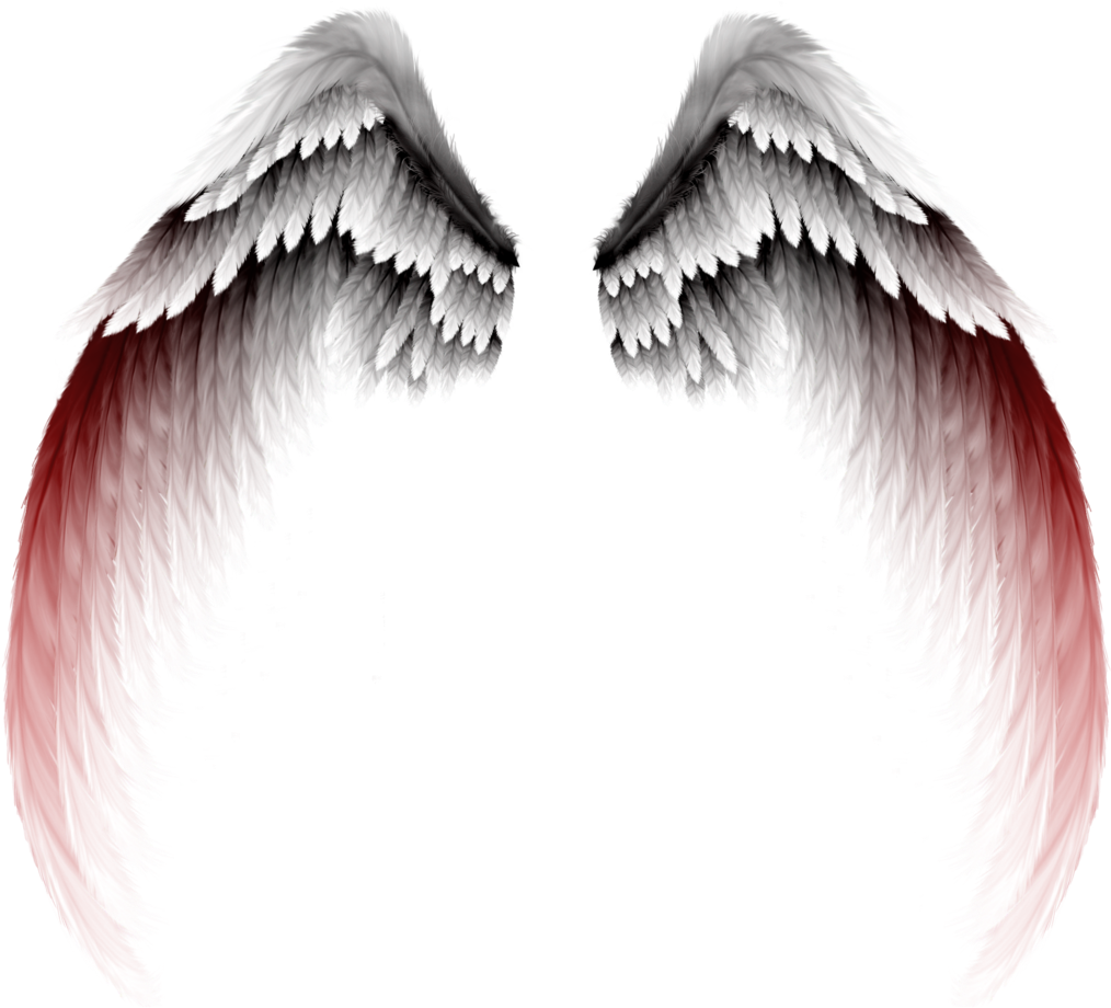 Photography Clip Art - Wings Png (1024x937)
