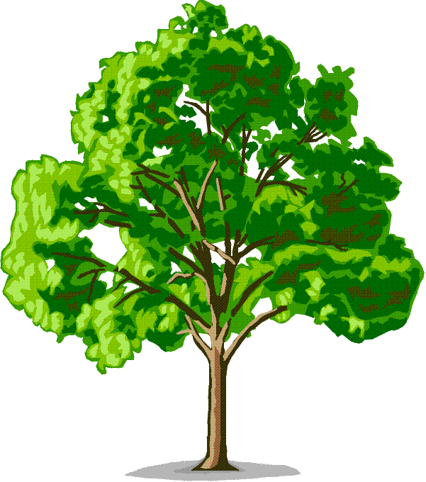 Tall Clipart Download - Elm Tree Clip Art (601x680)