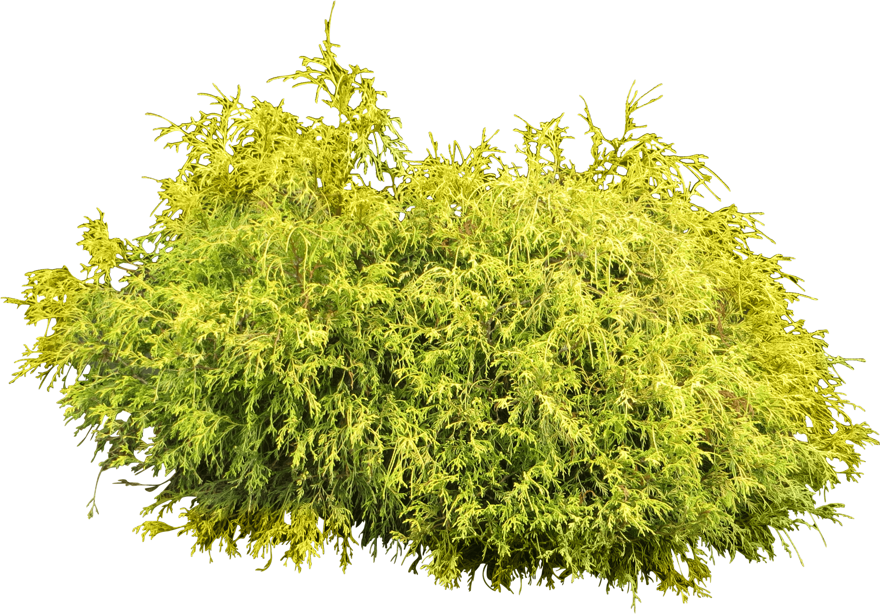 Islet Clipart Tall Short Tree - Bush Png (2999x2999)