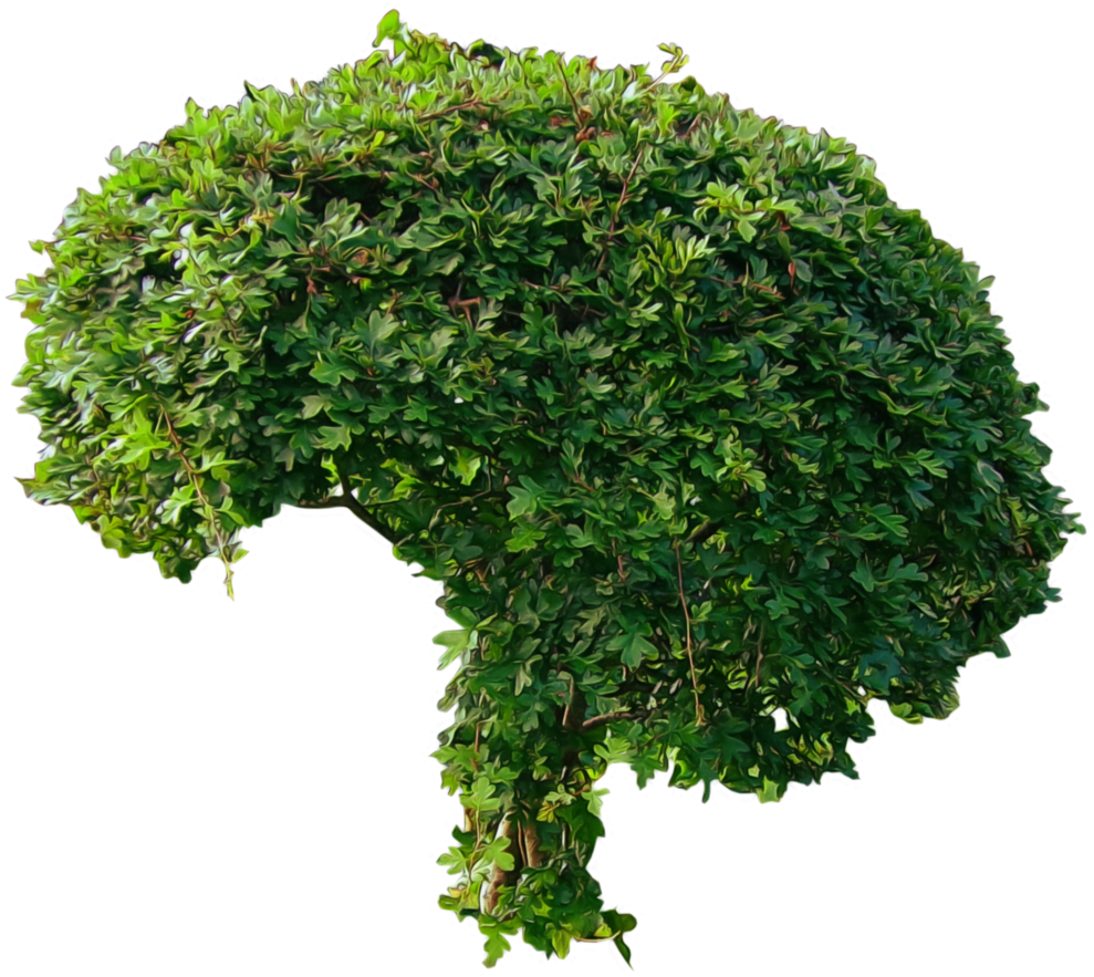 Shrub Clipart Tall Tree - Kale White Background (1024x905)