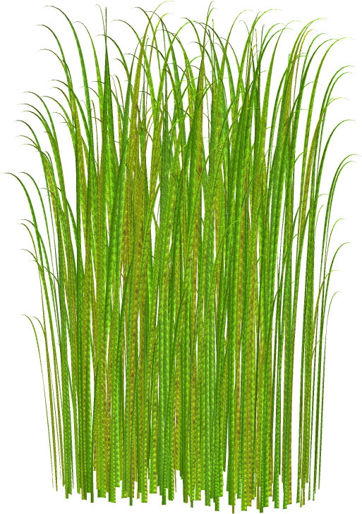 Ornamental Grass Clipart Clipground Green Plant Clip - Grass Png (900x900)