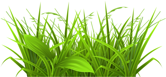 Decoration Clipart Tall Flower - Grass Clipart (600x304)