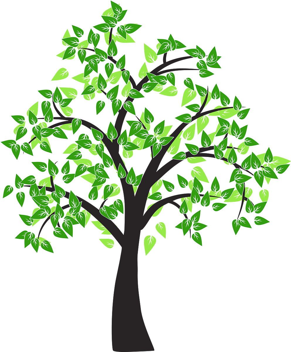 Árbol De Dibujo De La Hoja De Álamo - Tree (992x1200)