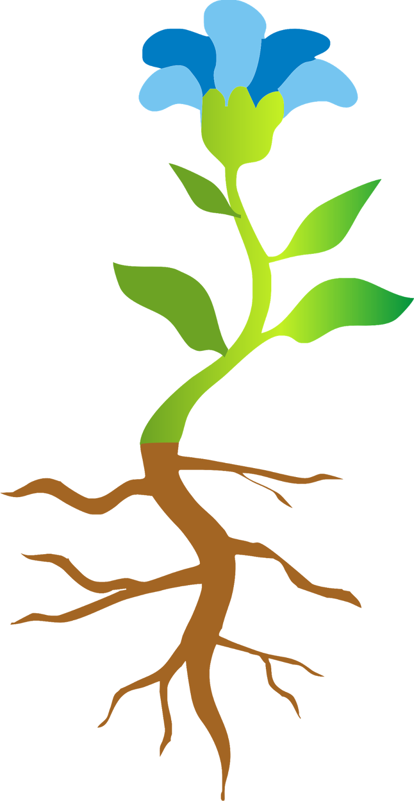 Partes De La Planta Para Ni Os Taringa For Partes De - Partes De Una Planta (827x1600)