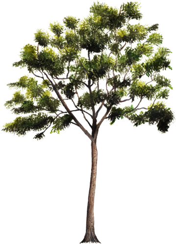 Www - Biodiversidad - Gob - Mx - Arbol De Caoba Png (750x502)