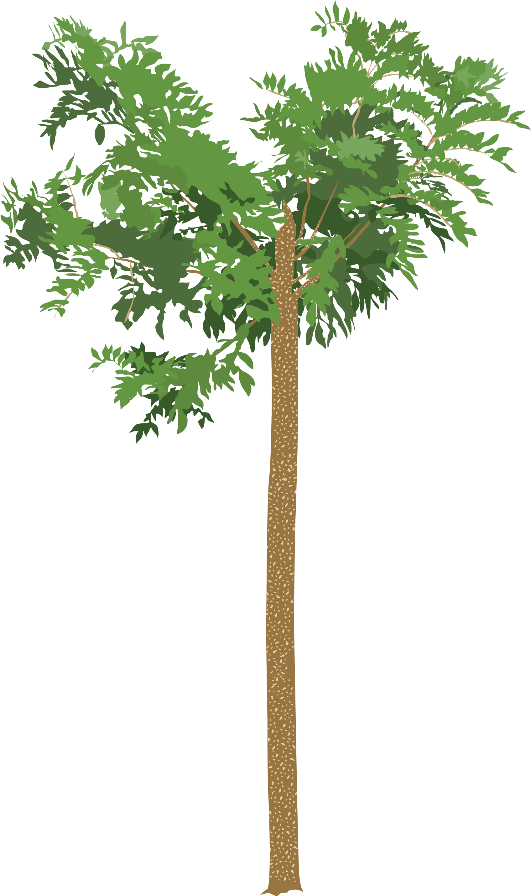 Dibujo Árbol De Madreado En Crecimiento - Växter I Kruka (2550x3300)