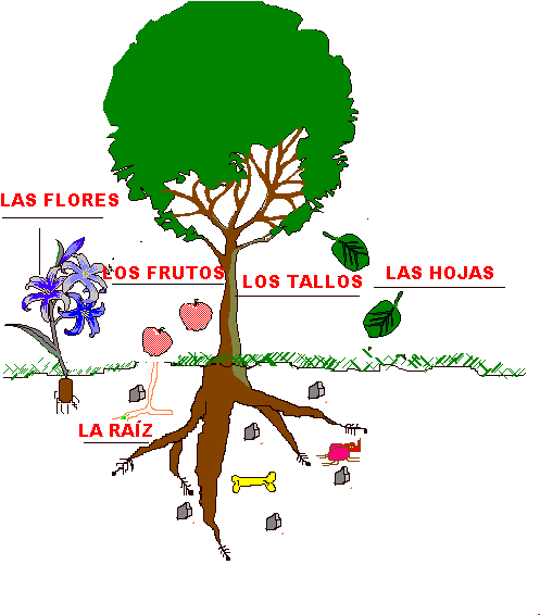 Observa El Dibujo Y Aprende Las Partes De Una Planta - Partes De Una Planta En Ingles Y Español (496x573)