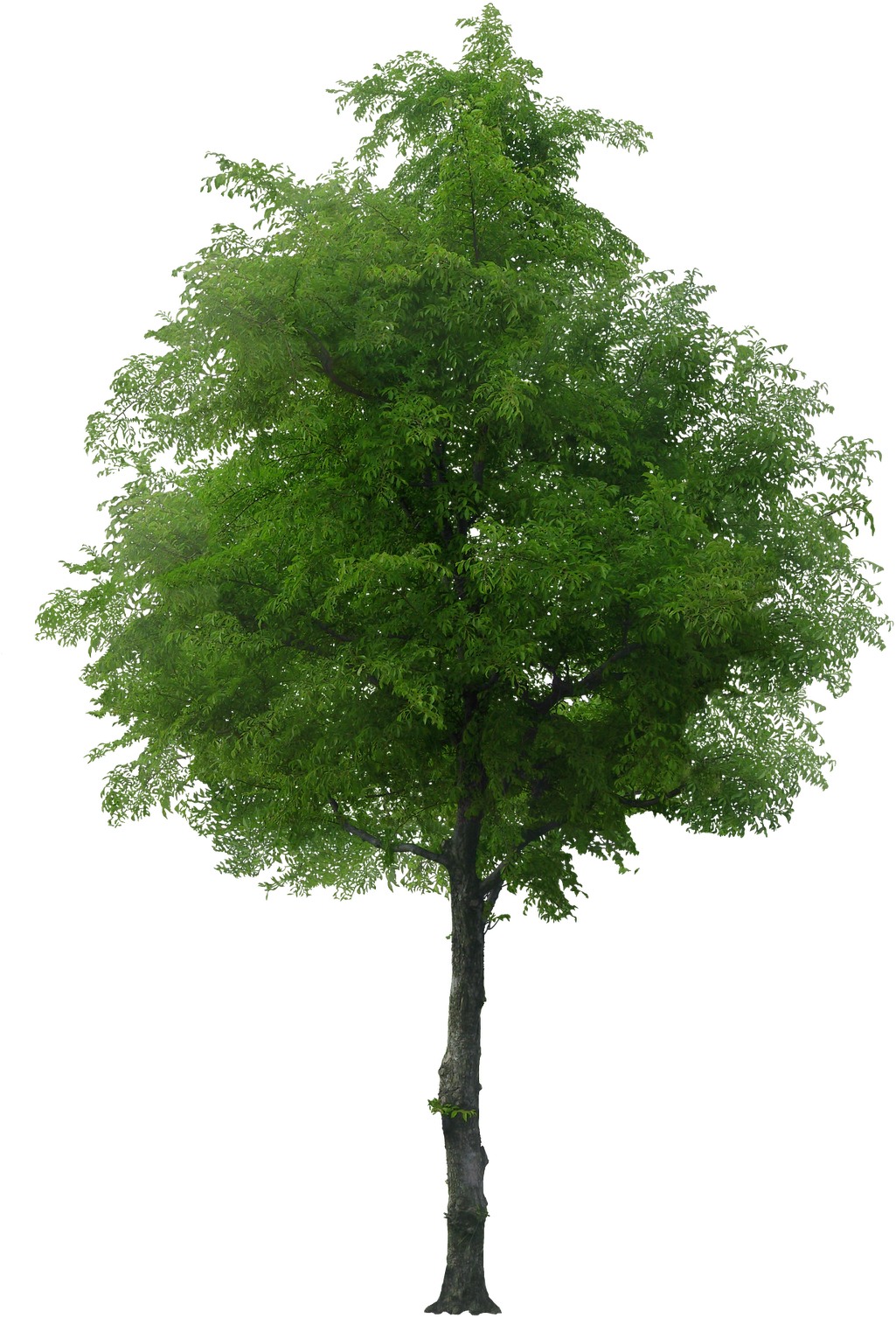 Marcos Para Fotos, Marcosscrap - Free Tree (1081x1600)