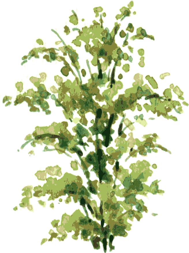Pintura A La Acuarela Arbusto De Dibujo Ilustración - Watercolor Tree Png (1000x1000)