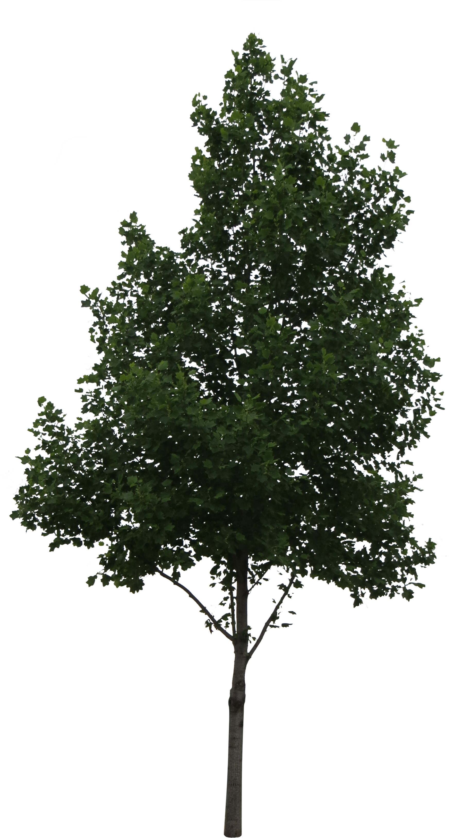 Árbol Perenne - Oak Tree Png (3249x3249)