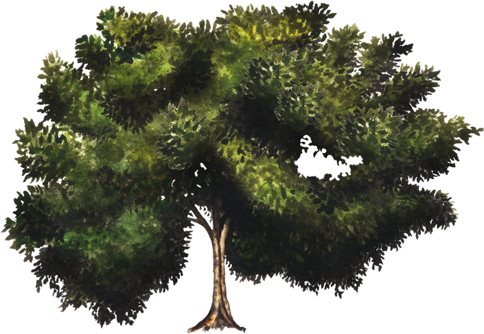 Laurel De La India Png (750x502)