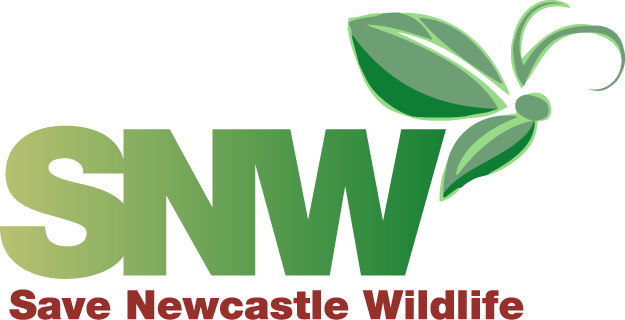 Newcastle Upon Tyne (625x320)