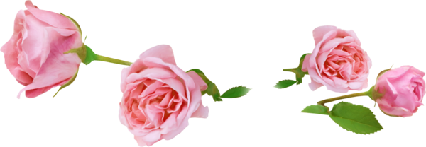 Net 03 17 - Rose Rose Png (600x208)
