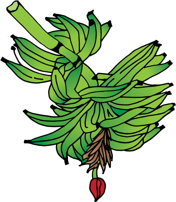 Racimo De Plátano - Racimo De Platano Dibujo (612x708)