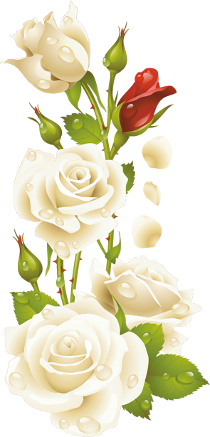 الأحد، 3 مايو - White Rose Frame Png (295x614)