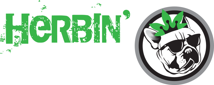 Questions And Comments Are Encouraged - Adesivo De Parede Cachorro De Óculos Escuros - G 48x85cm (748x300)