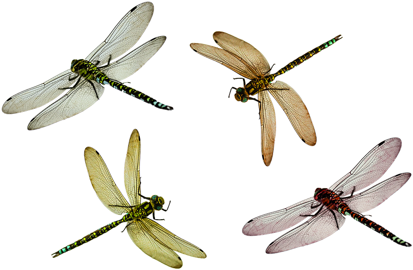 سكرابز حشرات Dragonfly Png24 - Flying Dragonfly Png (960x601)