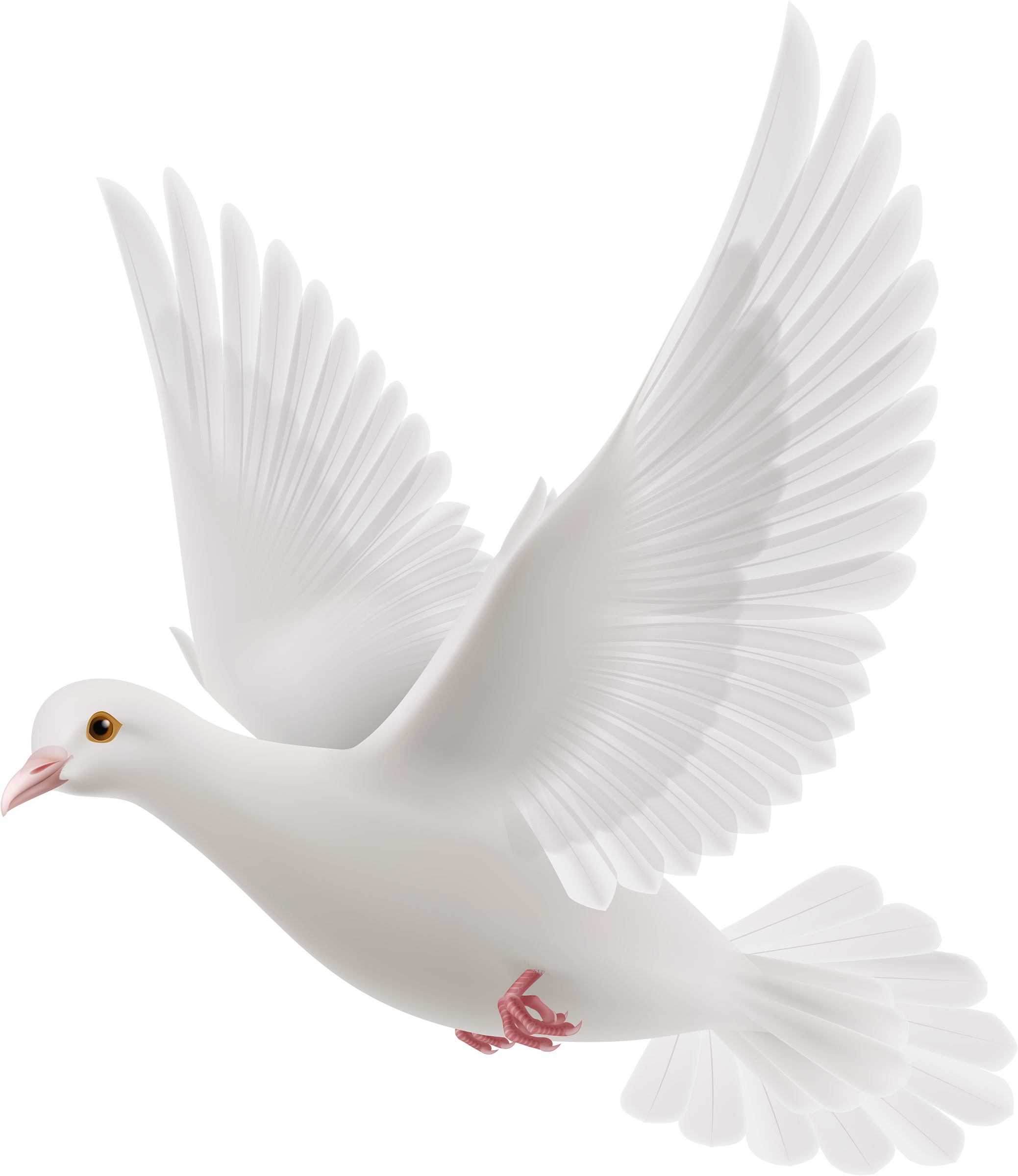 White Dove Png Clipart Best Web Clipart Rh Clipartpng - Pigeon Carrying Letter (2164x2500)