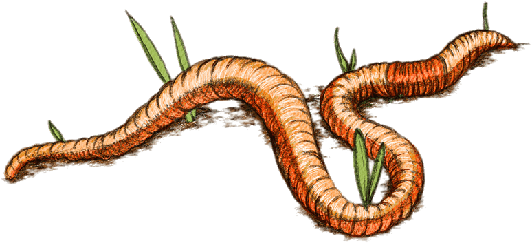 Earth Worm Drawing Download In Png Format - Worms (812x357)