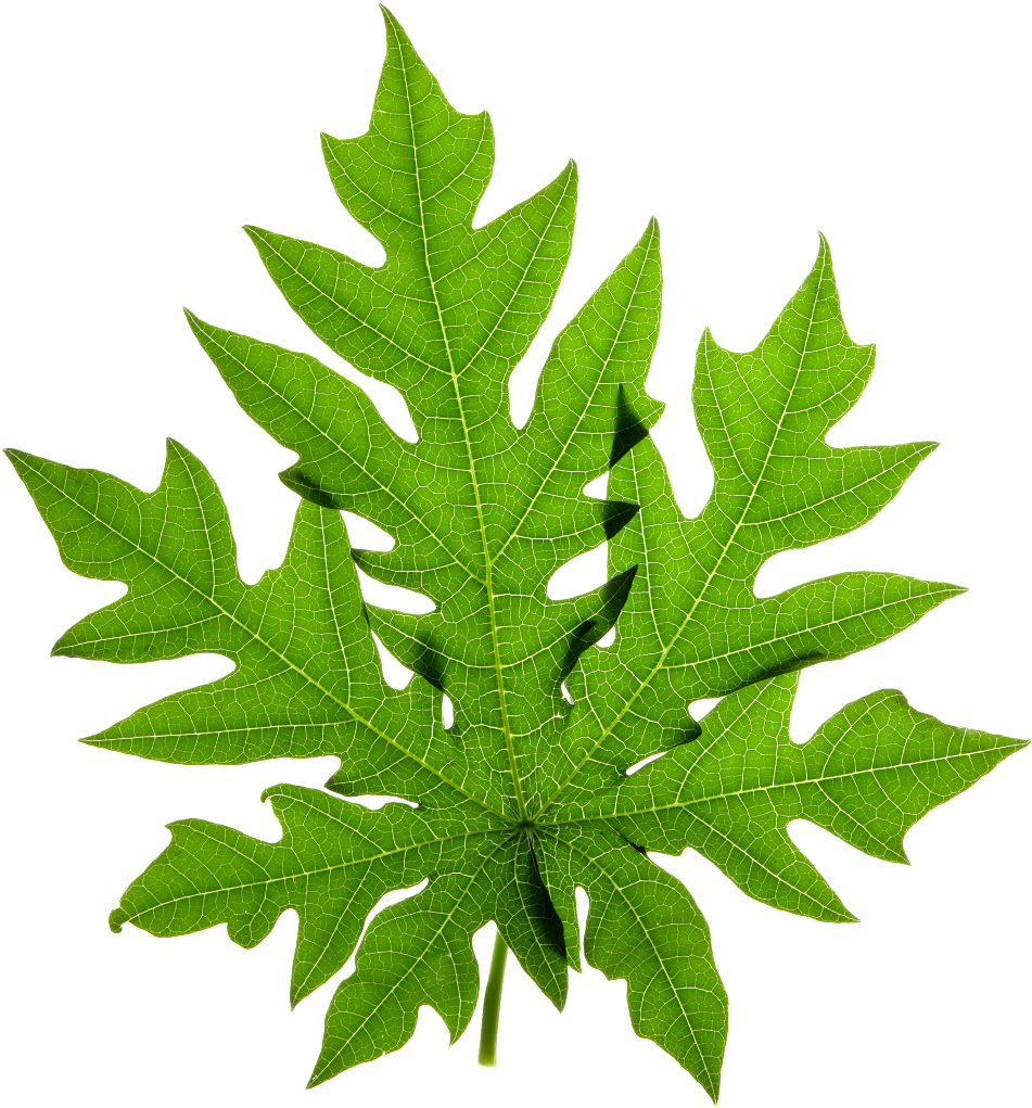 Papaya Clipart Papaya Leaf - Papaya Leaves Png (1024x1396)