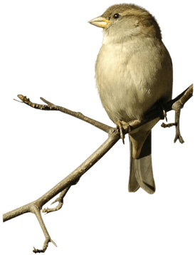 Sparrow On Double Branche - Transparent Sparrow (400x400)