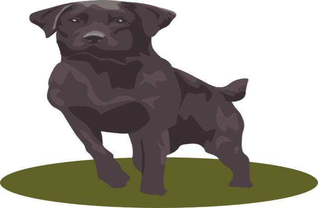 Black Labrador Retriever Clipart - Black Lab Clipart (640x420)