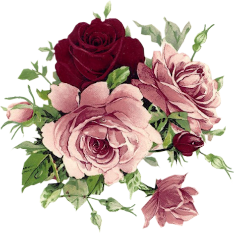 Beautiful Pink And Wine Colored Roses - Flowers Vintage (472x470)