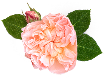 Evelyn Rose® - Garden Roses (435x323)