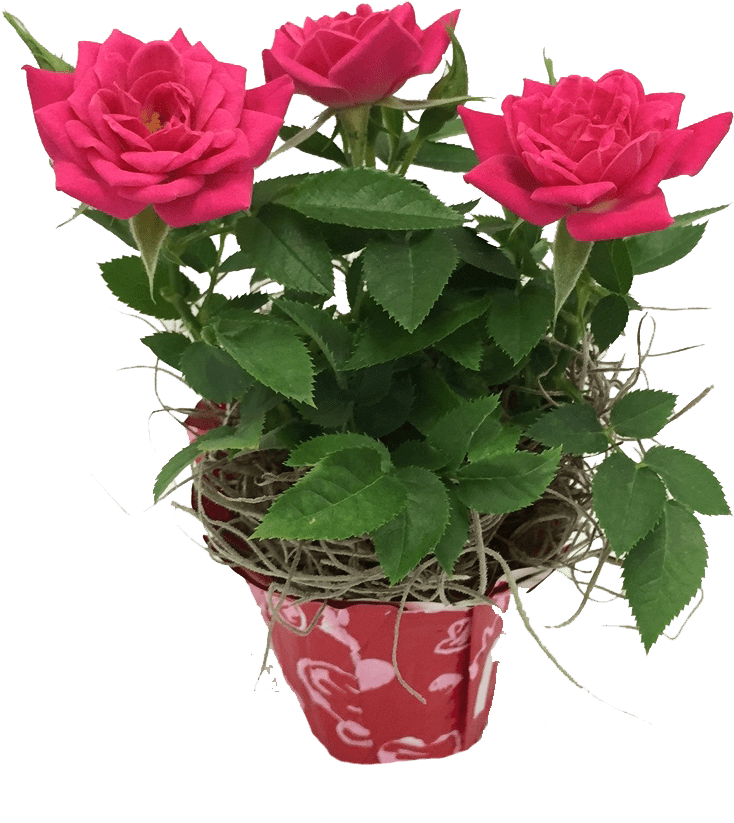 Mini Rose - Garden Roses (1224x1632)