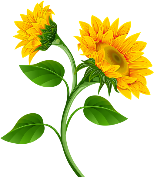 Sunflower Clipart 1 Sunflower Clipart 2 Sunflower Clipart - Sunflower Clipart 1 Sunflower Clipart 2 Sunflower Clipart (537x600)