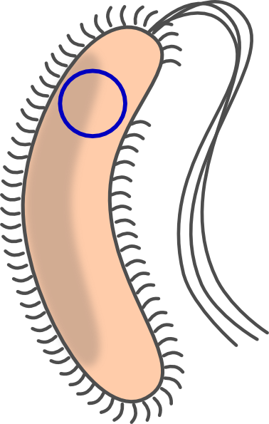 Transformed Bacteria With Flagellum Clip Art At Clker - Unicellular Organism Clipart (378x595)
