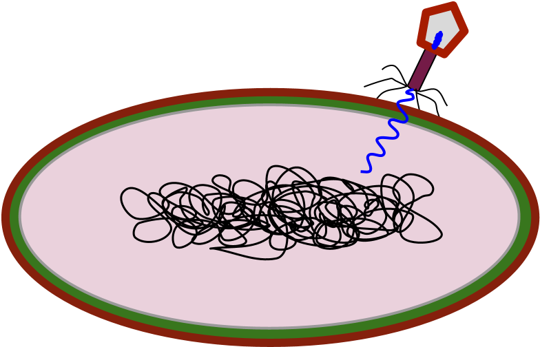 A Virus Can Also Use The Lysogenic Cycle To Reproduce - A Virus Can Also Use The Lysogenic Cycle To Reproduce (960x720)