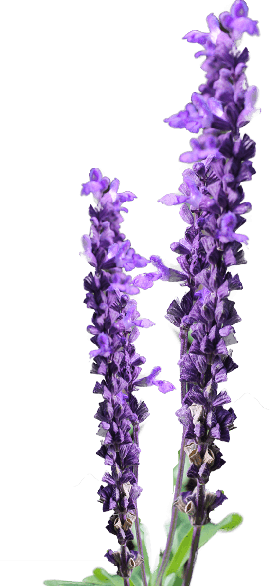 Lavender Flower Clip Art Free - Free Lavender Png (1200x1200)