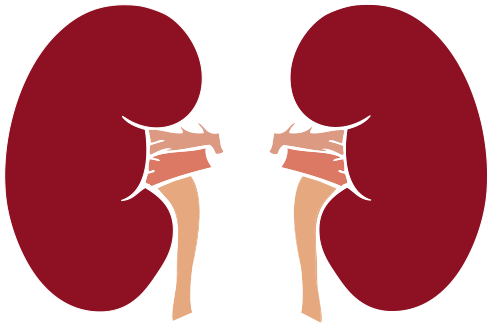 Alcohol Affects The Ability Of Your Kidneys To Do This - Alcohol Affects The Ability Of Your Kidneys To Do This (494x324)