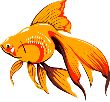 Fish Outline Drawing Goldfish Drawing Gallery Tropical - Golden Fish Clipart (367x340)