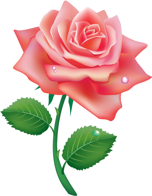 ♛ Christine Staniforth ♛༻ - Single Rose (616x800)