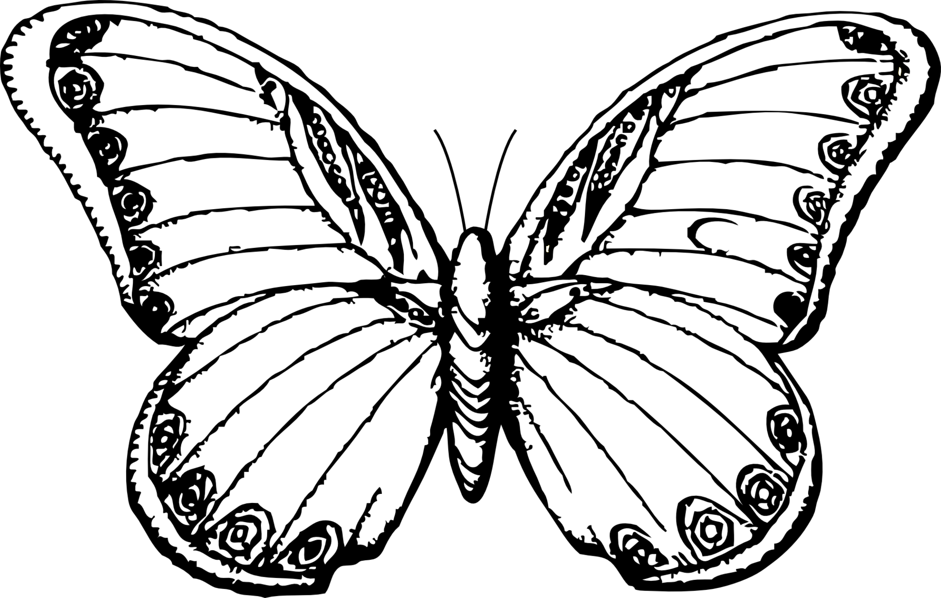 Butterflies Coloring Lovers - Line Drawing Of Butterfly (1871x1189)