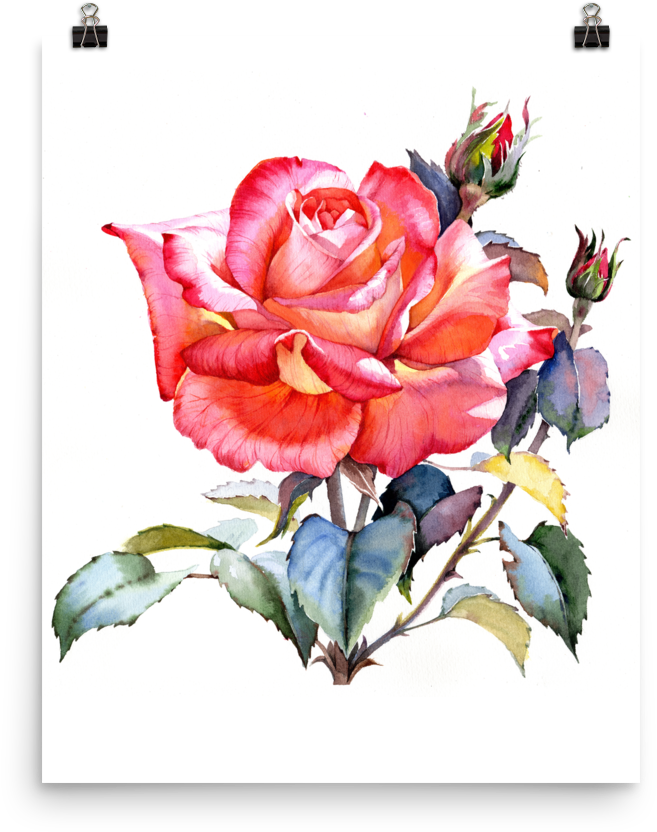 Bright And Floral Rose Watercolour Print Matte Poster - Rose Art Watercolor (1000x1000)